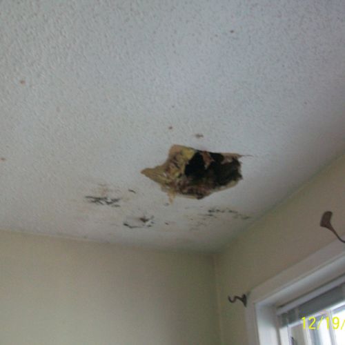 hole in ceiling from build up of animal urine.