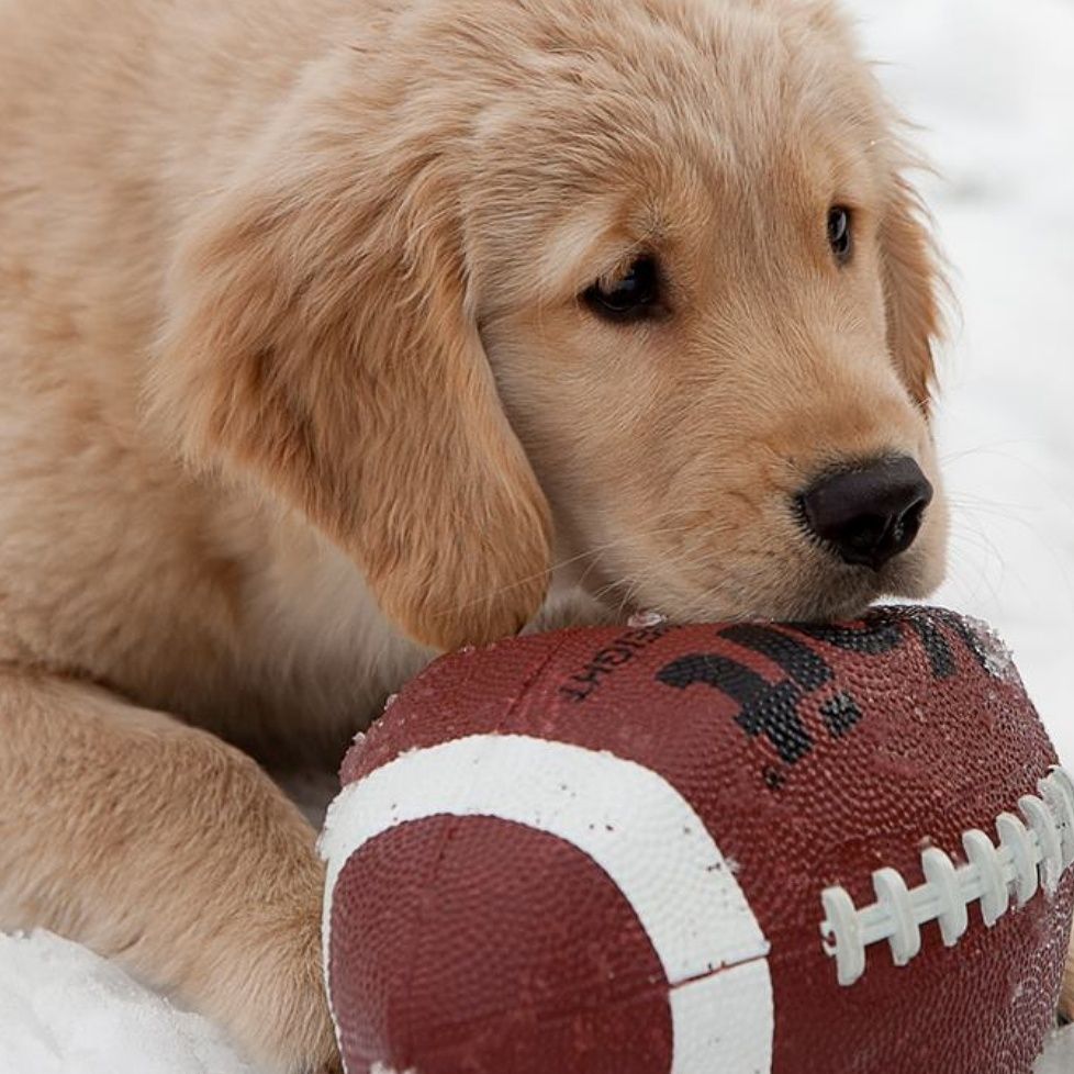Happy Superbowl Sunday!
