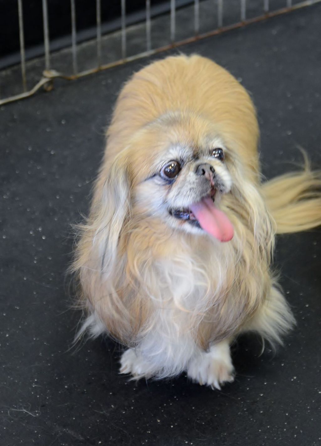 Peanut is our rescue pup.