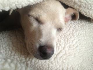 Comfort , love and kind attention is what I offer.