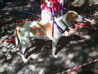 Using the balance lead, this dog learns to walk in