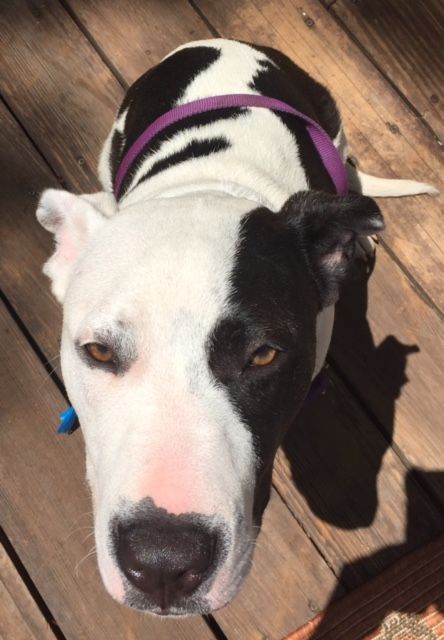 Petu working on focus command