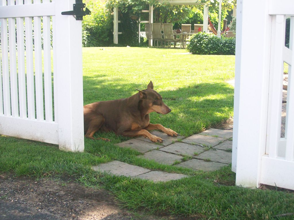 You should never have to worry about your dog.