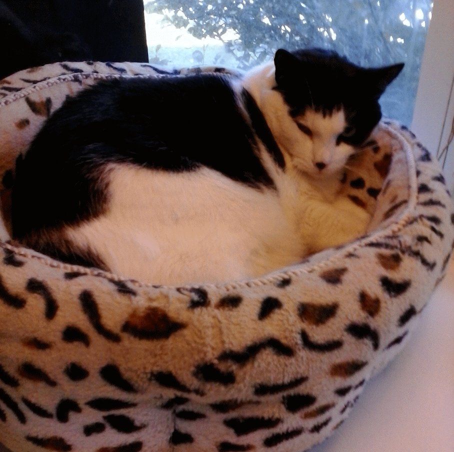 Tilley at cat shelter