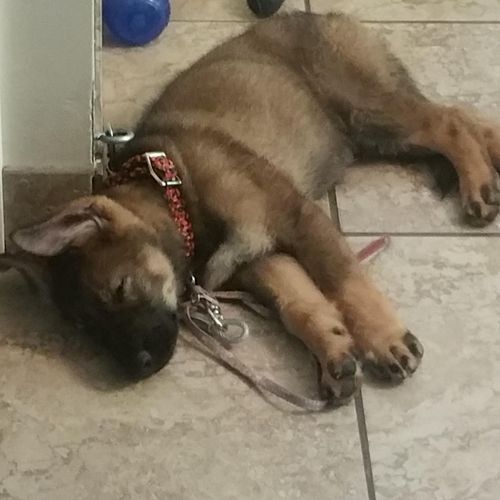 Passed out after a long day of playing hard.  Usin