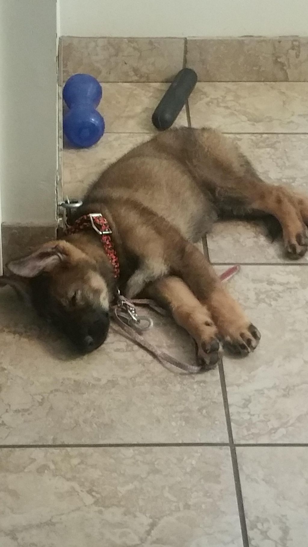 Passed out after a long day of playing hard.  Usin