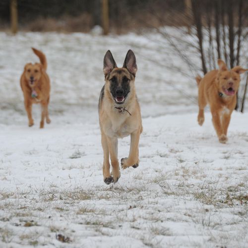 Even in the snow they love to run!