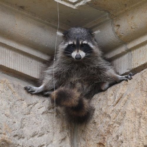 Eco Raccoon Removal