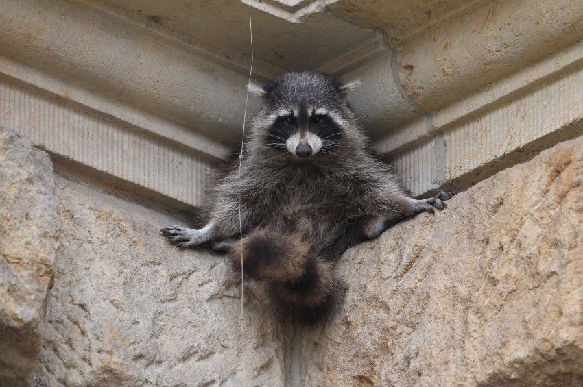 Eco Raccoon Removal