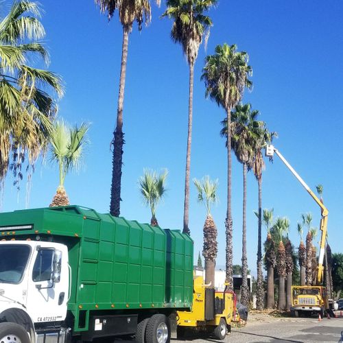 Discount Tree Care Arborist, Inc