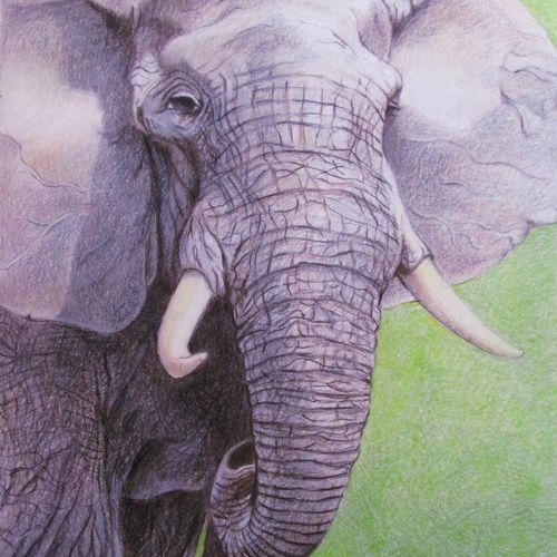 Elephant portrait
Colored Pencil on paper