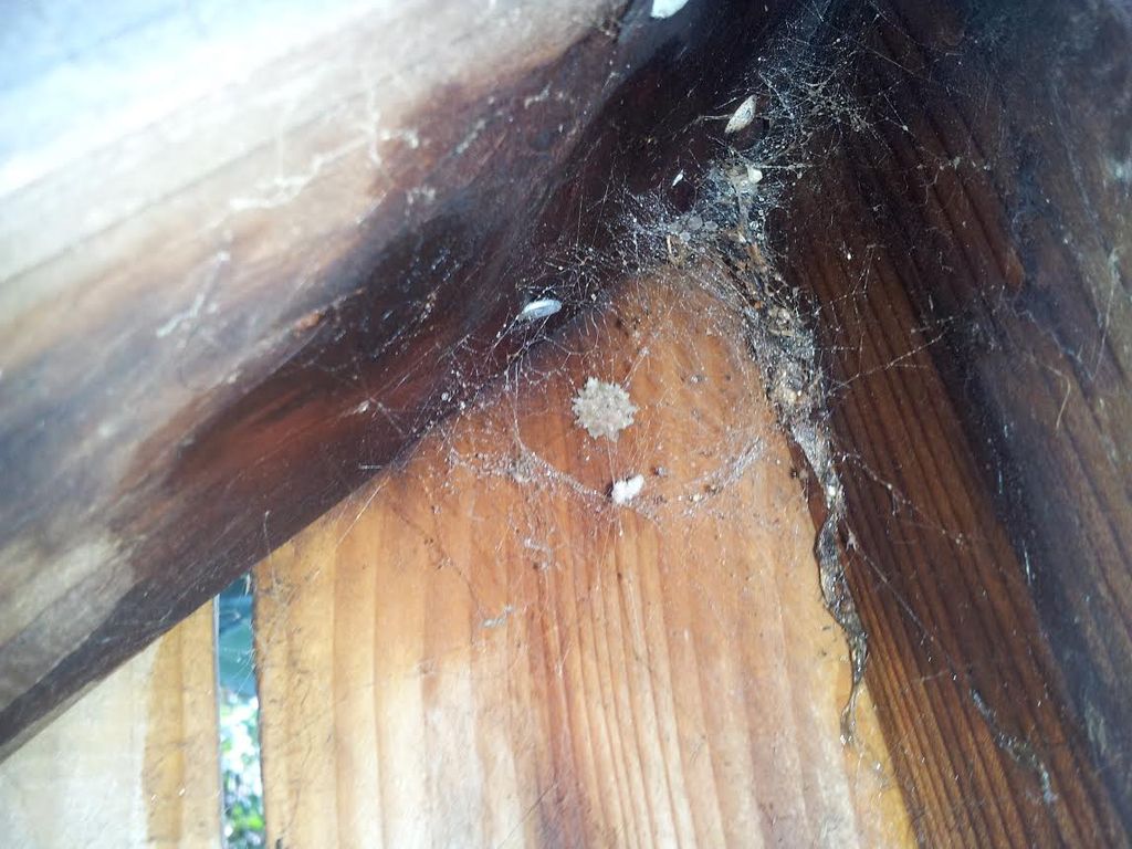 Brownwidow sacs.