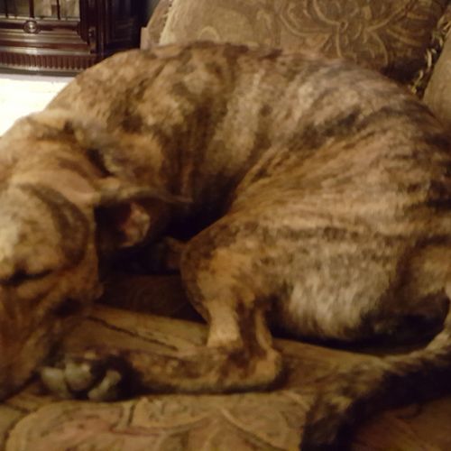 Scout my Catahoula Cur mix who enjoys relaxing on 