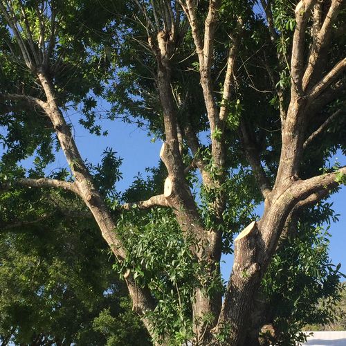 Oak Tree Prunned Back Englewood, FL Area,  