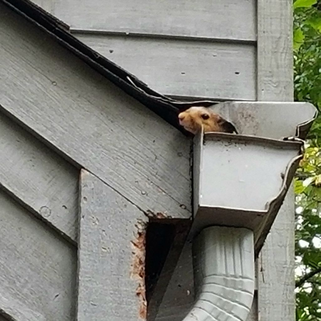 This little guy was watching us during the initial