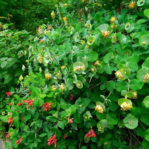 Red and Yellow blooms mixed on native honeysuckle 
