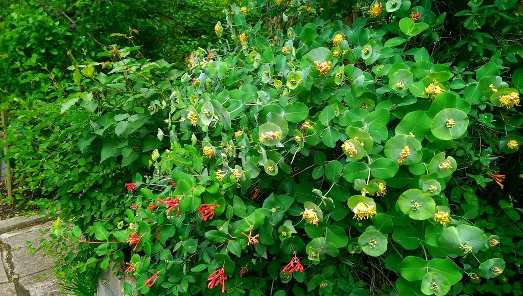 Red and Yellow blooms mixed on native honeysuckle 
