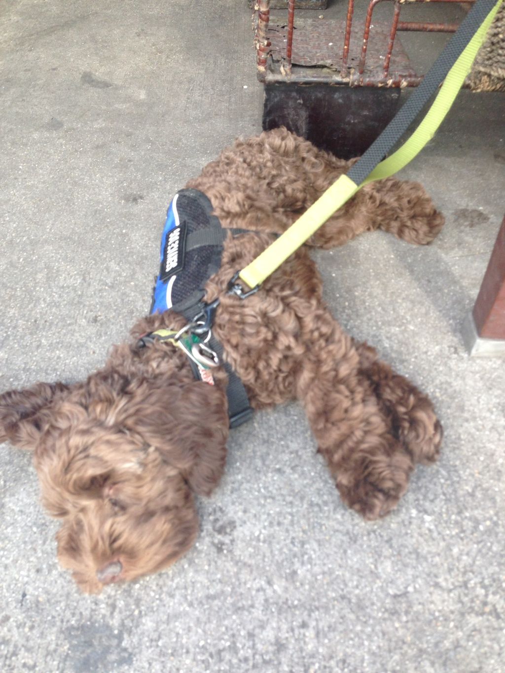 Severe allergy alert dog Toby hard at work