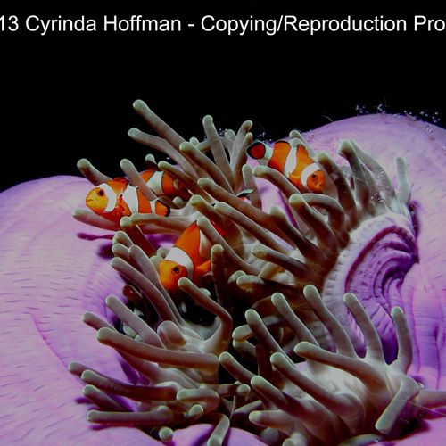 Anemone heteractis and Clownfish, Indonesia