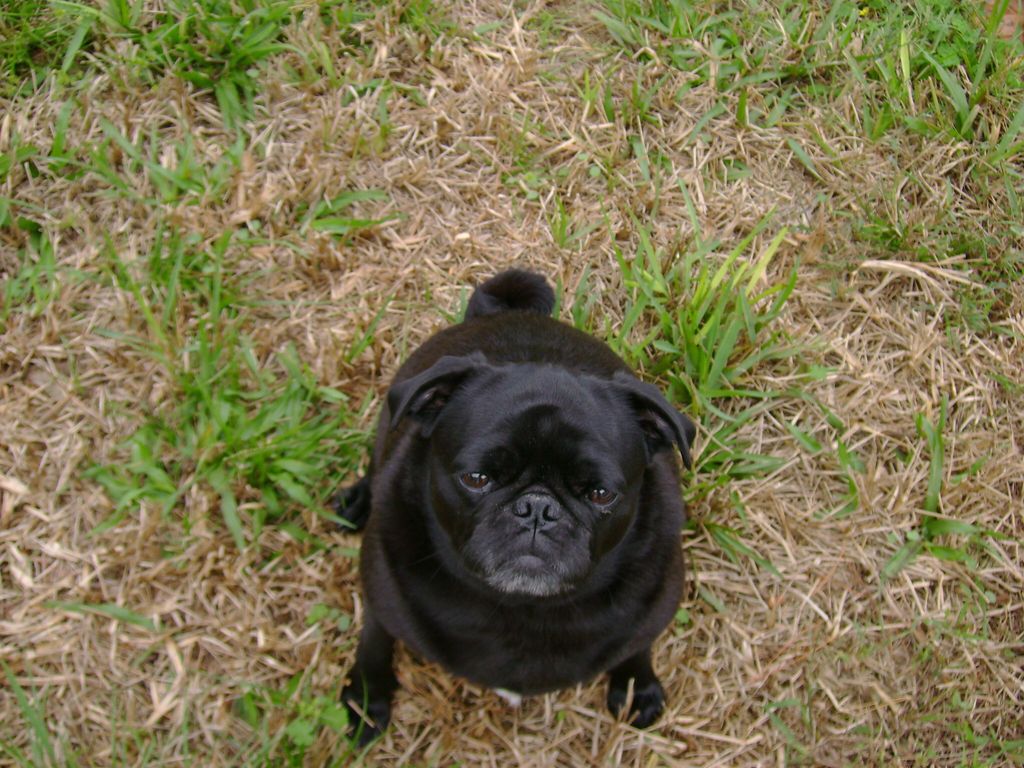 Lily