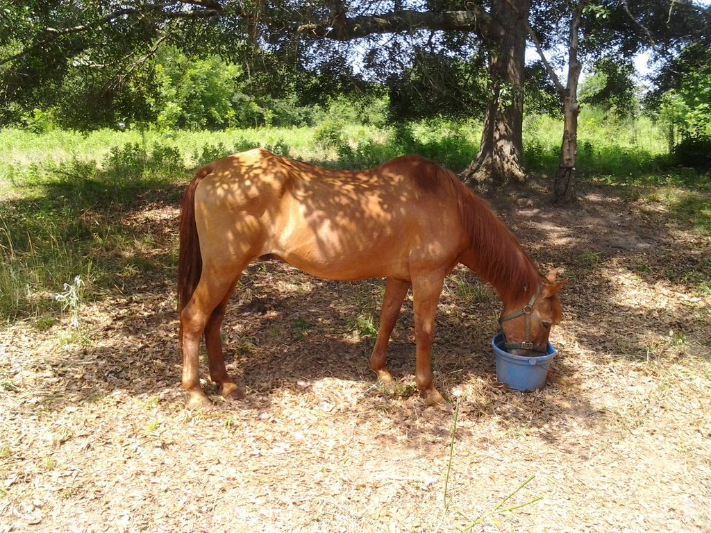 This is my old horse REBEL he is a very well behav