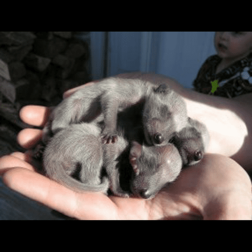 Baby Raccoon's that were rescued and taken too Reh