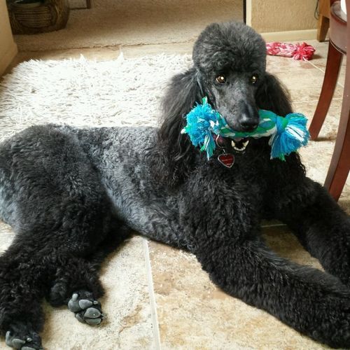 Cared for this beautiful standard poodle Stella!! 