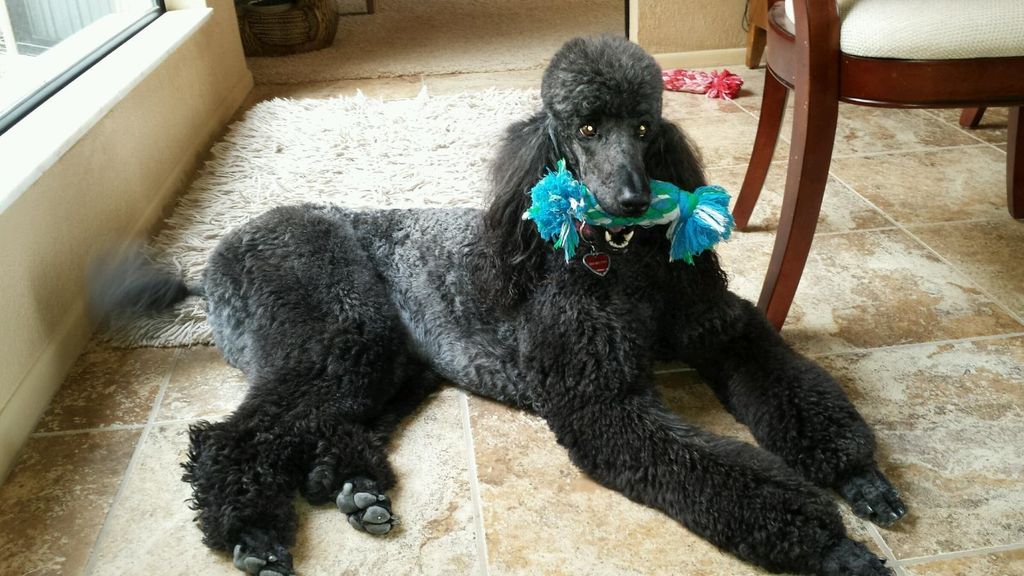Cared for this beautiful standard poodle Stella!! 