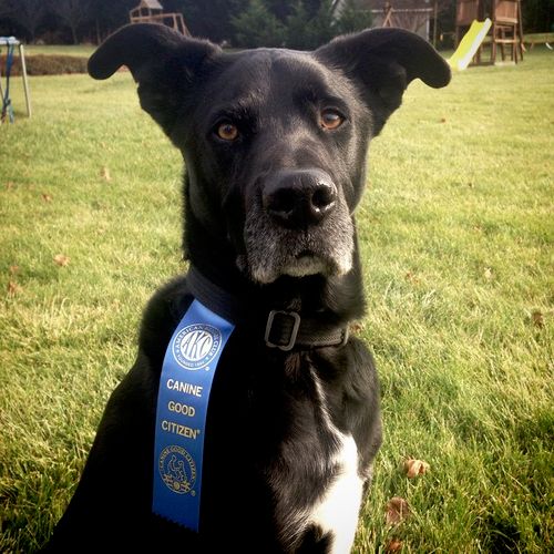 My dog, Jack, after earning his Canine Good Citize