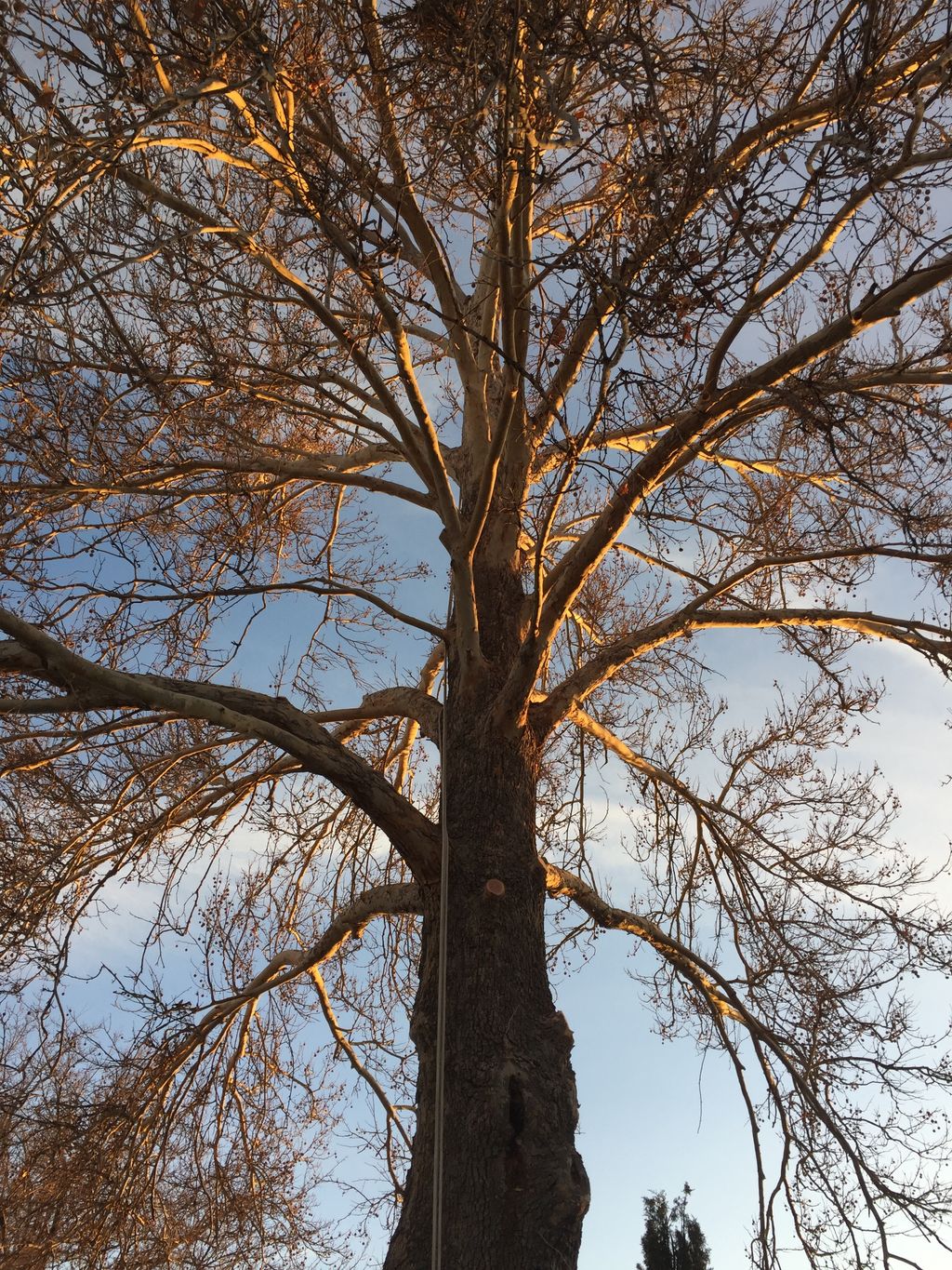 After trimming, she looks like the dignified, maje
