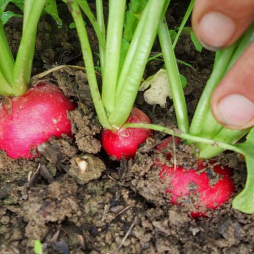 Radishes can mature in as quick as 3 weeks, are li