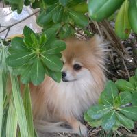 They love hiding in the bushes