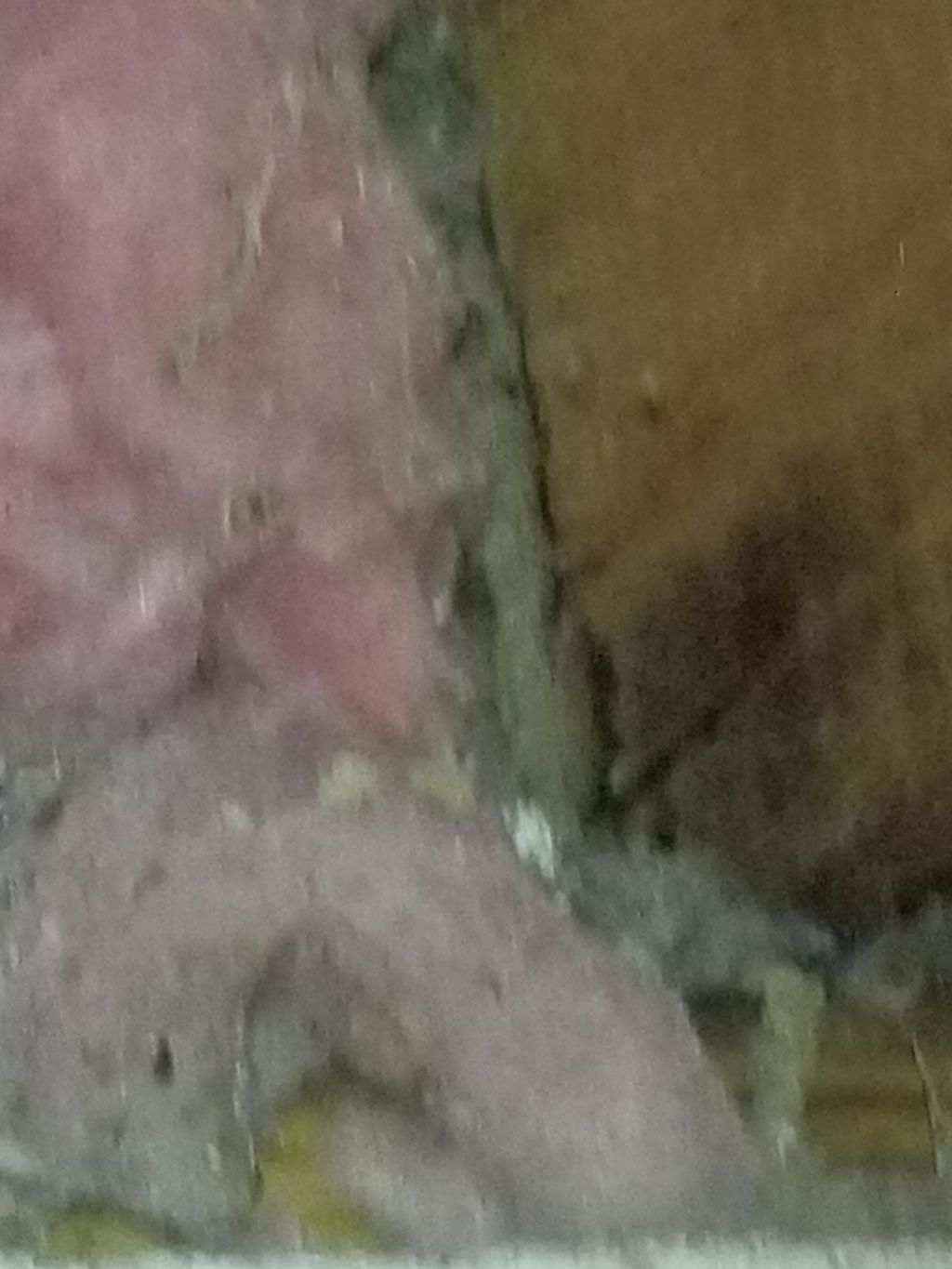 Termite inspection found these behind the insulati