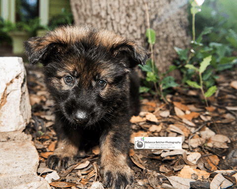 Pet Portrait Photography
Puppy, Austin, Texas 
htt
