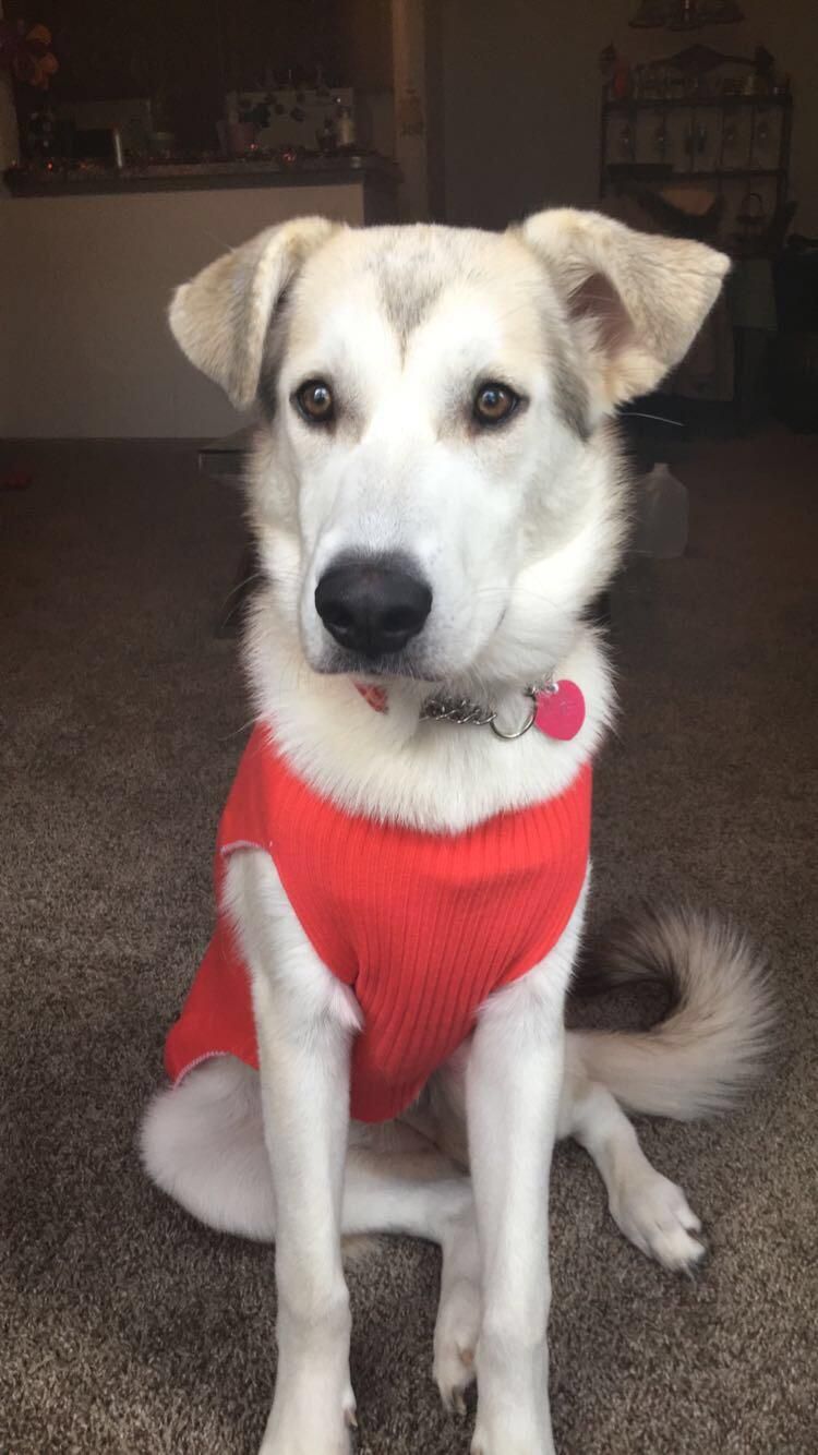 This is Stella a lovely wolf hybrid I've taken car