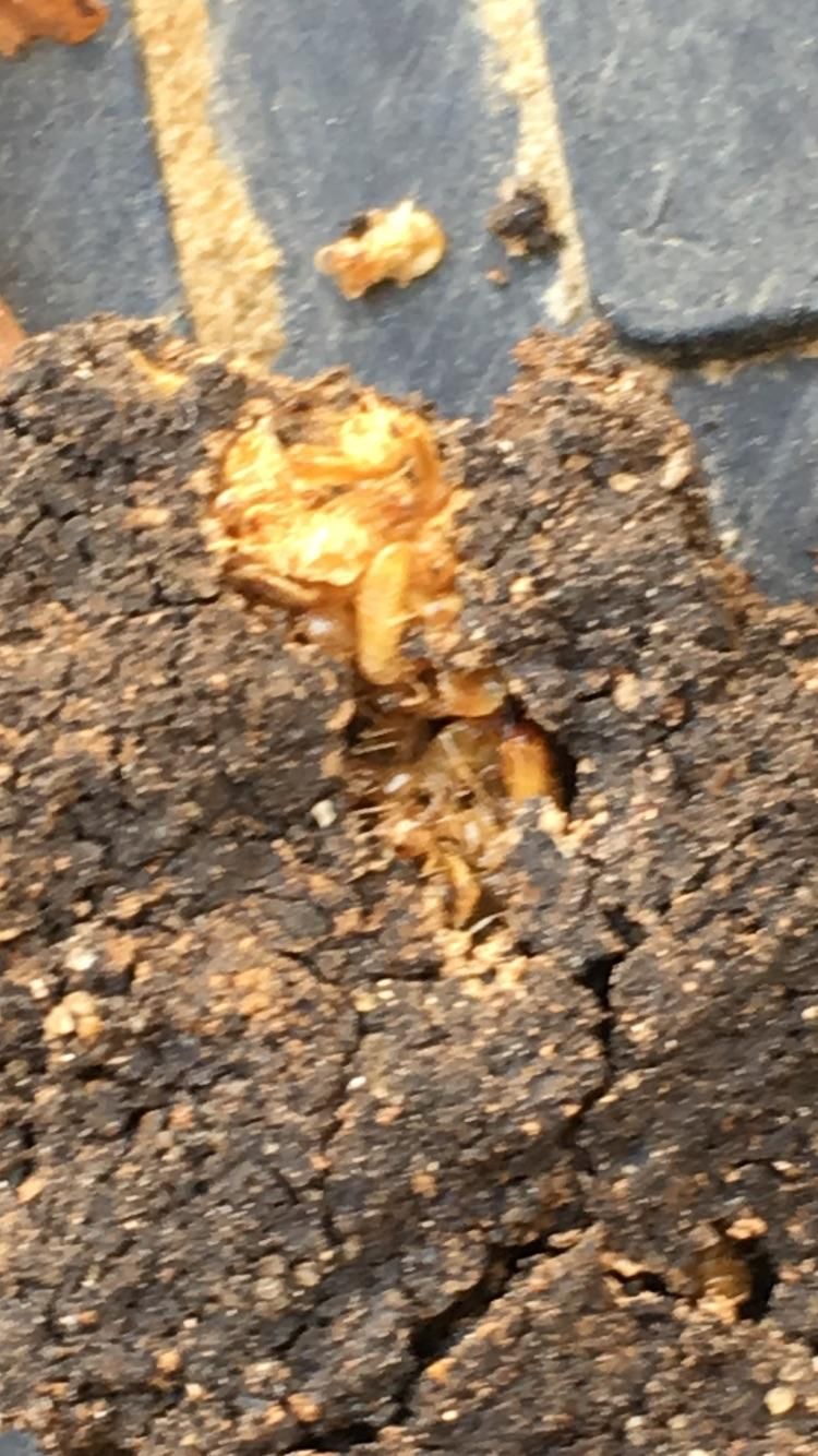Dead termites in Shelter Tube after treatment 