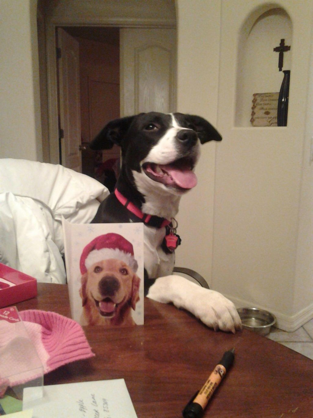 My baby girl Ema wring to Santa Paws