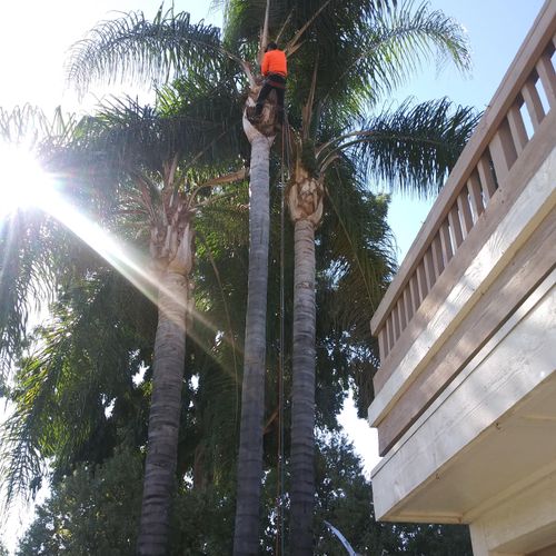 palm trimming