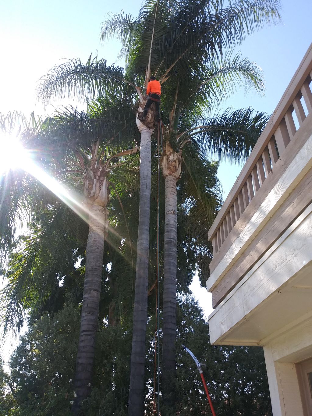 palm trimming