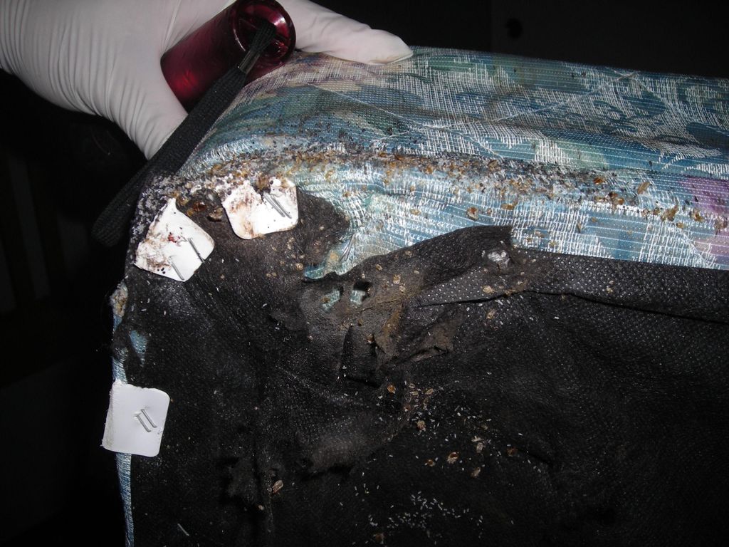 Bed Bugs found on the bottom corner of a boxspring