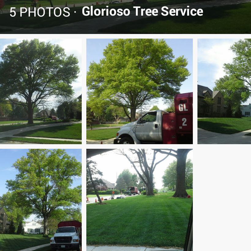 Glorioso Tree Service