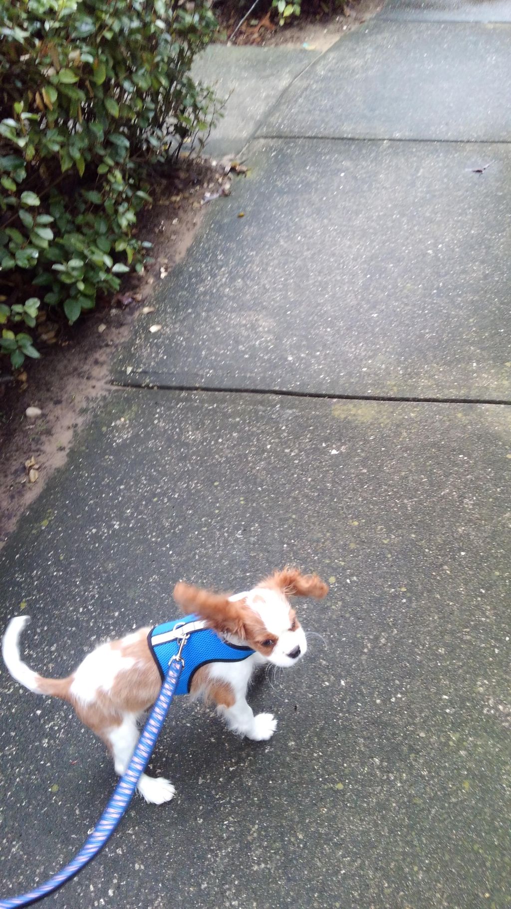 He is more then happy when its time for his walk b