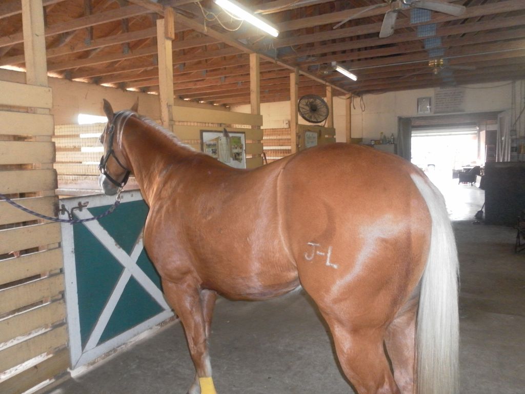 BRAIDING MAINES, AND TAILS