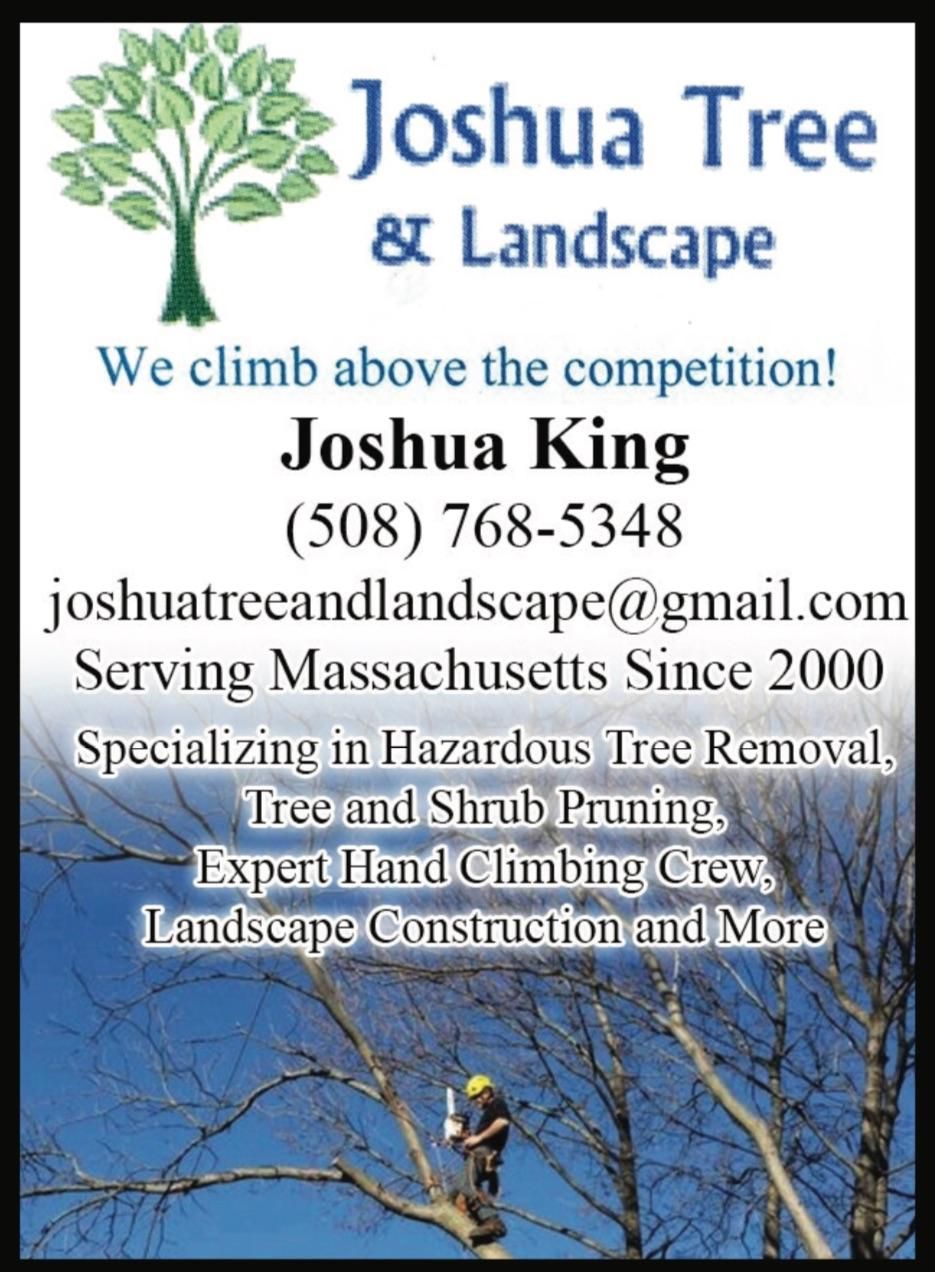 Joshua tree and landscape