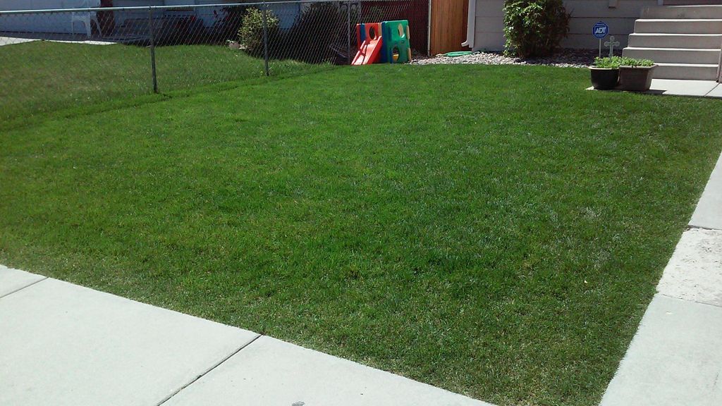 Immaculate mowed and edged green grass!