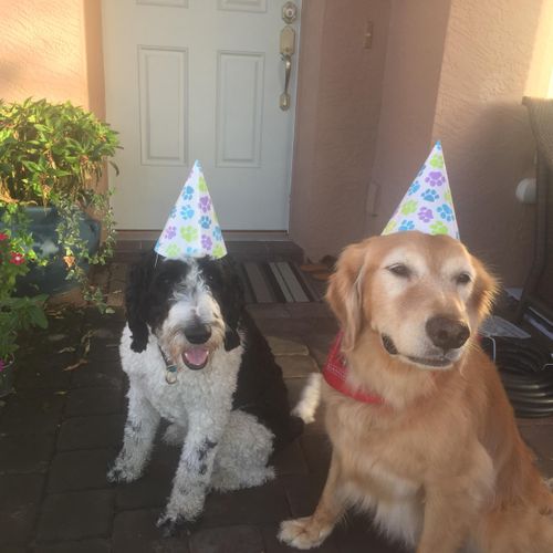 Lollipop's Birthday was celebrated with a puppy pa