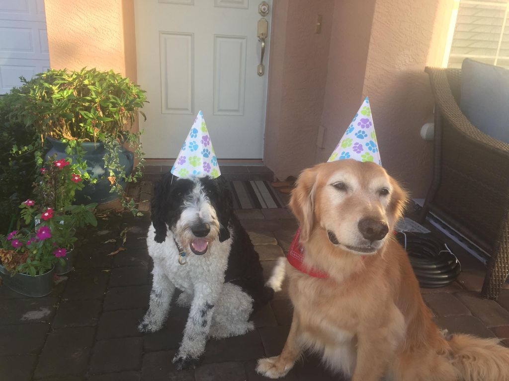 Lollipop's Birthday was celebrated with a puppy pa