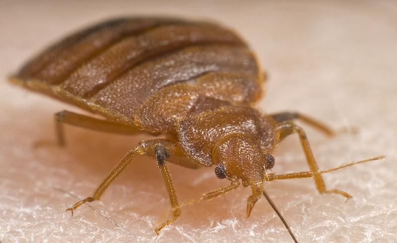 A bed bug up close.