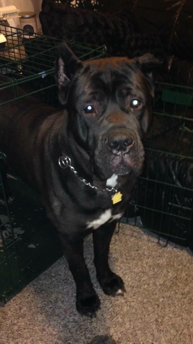 Please meet my best friend Jake, who I just adore 