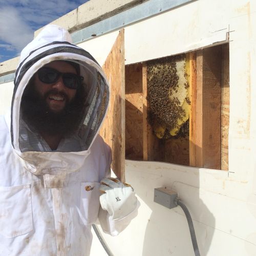 Professional honey bee extraction and relocation s